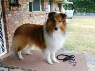 Shetland Sheepdog – Bouldercombe