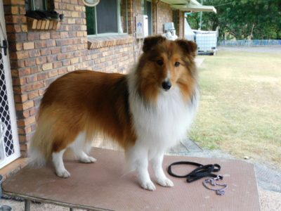 Shetland Sheepdog – Bouldercombe