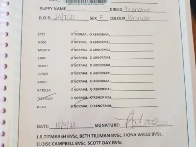 French Bulldog – Werris Creek