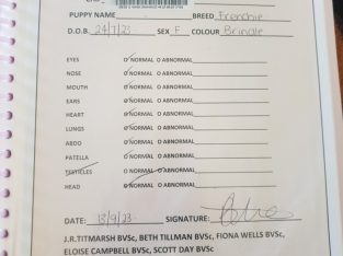 French Bulldog – Werris Creek