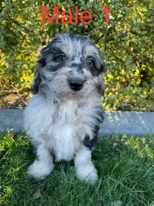 Aussiedoodle – Crookwell