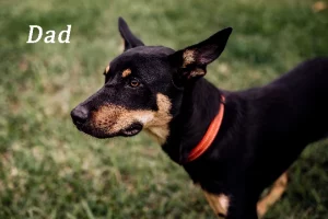 Border Collie Kelpie Cross – Eumundi