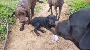 Cane Corso – Lancaster