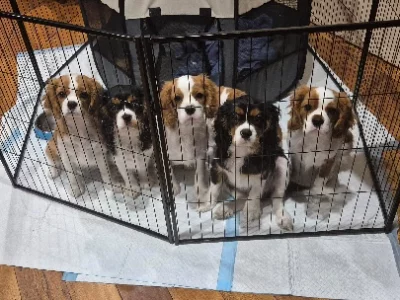 Cavalier King Charles Spaniel – Vermont