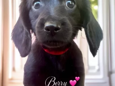 Dachshund – Bundaberg Central