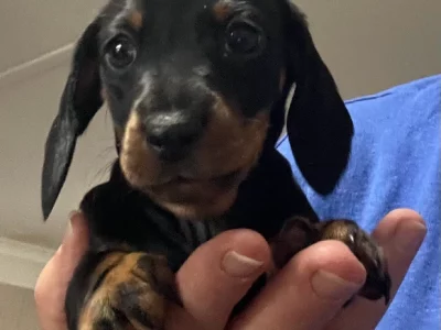 Dachshund – Kingaroy