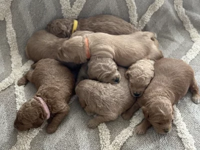 Groodle – Inverloch