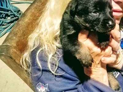 German Shepherd – Castle Hill