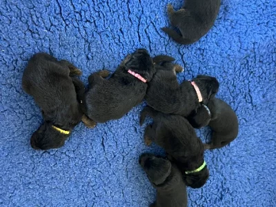 German Shepherd – Euroka