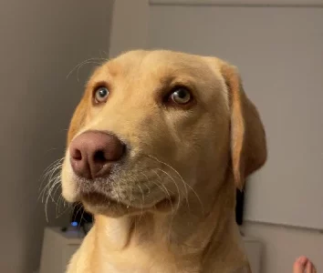 Labrador Retriever – Altona