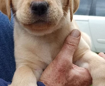 Labrador Retriever – Geelong