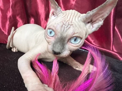 Sphynx – Rockhampton City