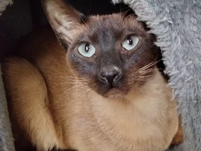 Tonkinese Cat – Victor Harbor