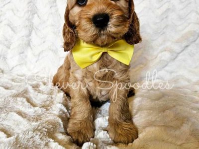 Spoodle – Eynesbury