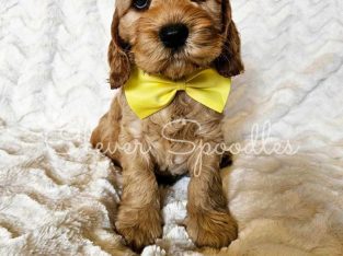 Spoodle – Eynesbury