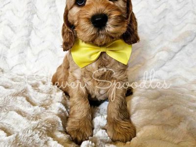 Spoodle – Eynesbury