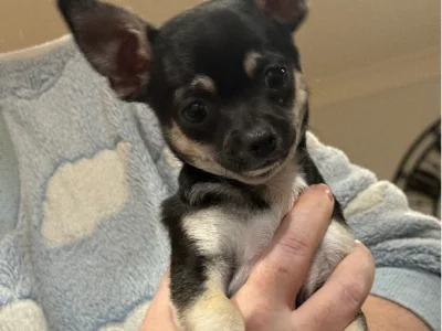 Chihuahua – Officer