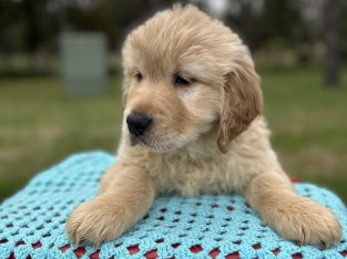 Golden Retriever – Heathcote