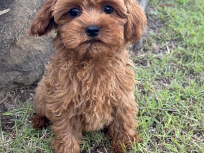 Cavoodle – Ipswich