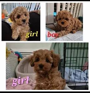 Cavoodle – Adelaide