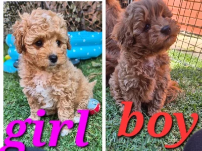 Cavoodle – Adelaide