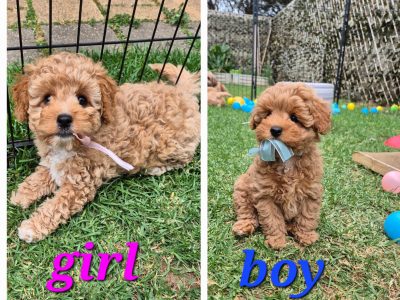 Cavoodle – Adelaide