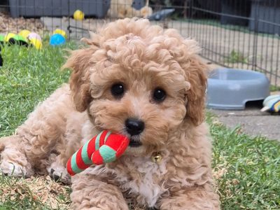 Cavoodle – Adelaide