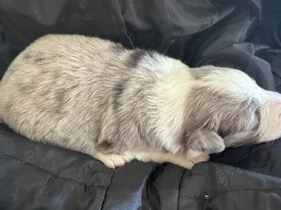 Border Collie – Midland