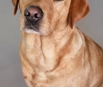 Labrador Retriever – Karalee