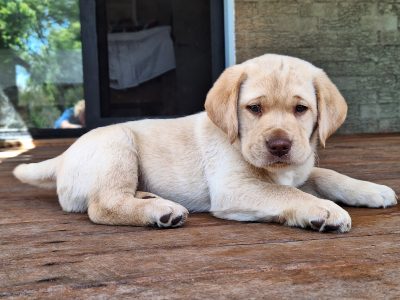 Labrador Retriever – Valla