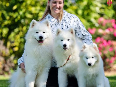 Samoyed – Eskimoyed