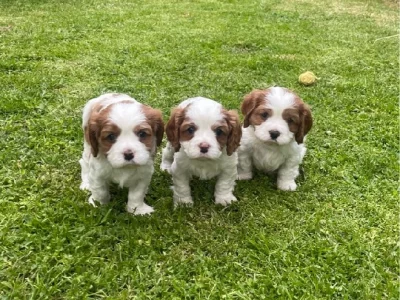 Cavalier King Charles Spaniel – West Wodonga