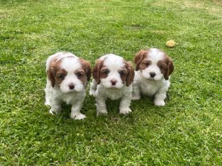 Cavalier King Charles Spaniel – West Wodonga