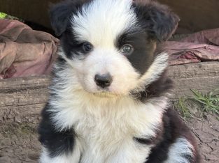 Border Collie – Darraweit Guim