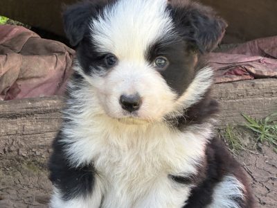 Border Collie – Darraweit Guim