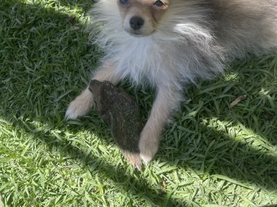 Pomeranian – Farrell Flat