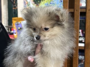 Pomeranian – Farrell Flat