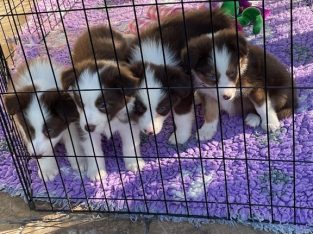 Border Collie – Mickleham