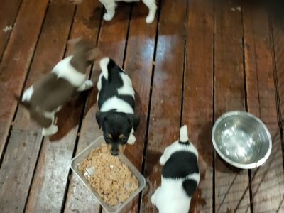 Mini Foxy – Eagleby