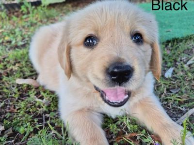 Golden Retriever – Biddeston