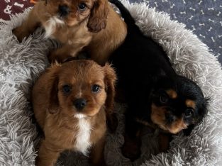 Cavalier King Charles Spaniel – Shellharbour