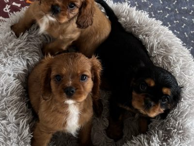 Cavalier King Charles Spaniel – Shellharbour