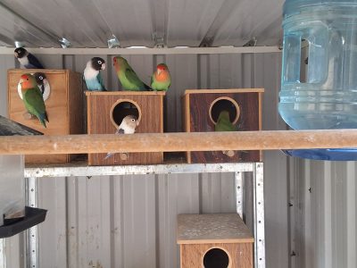 Lovebird – Keysborough