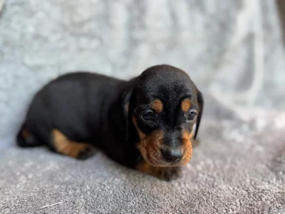 Miniature Dachshund – Barnawartha