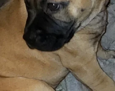 American Staffordshire Bull Terrier – Narre Warren South