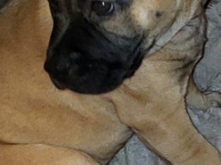 American Staffordshire Bull Terrier – Narre Warren South