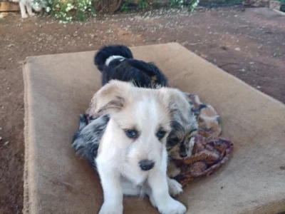 Border Collie – Wellington