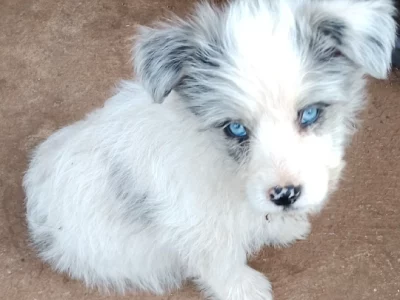 Lhasa Apso – Wellington