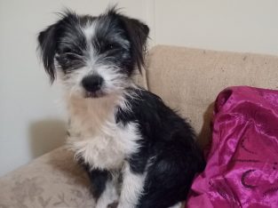 Border Collie – Wellington