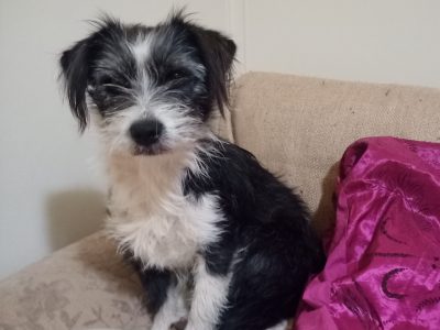 Border Collie – Wellington